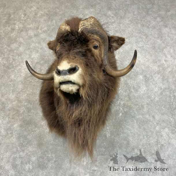 Greenland Muskox Shoulder Mount For Sale #25714 @ The Taxidermy Store