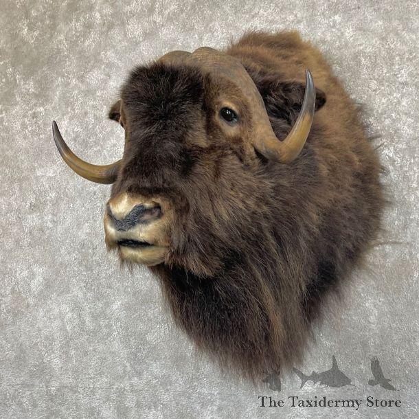 Barren Ground Muskox Shoulder Mount For Sale #26207 @ The Taxidermy Store