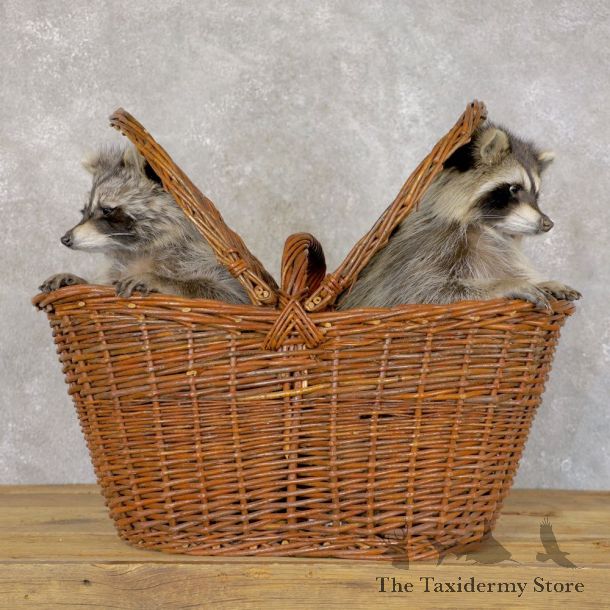 Basket Raccoons Novelty Mount For Sale #22599 @ The Taxidermy Store