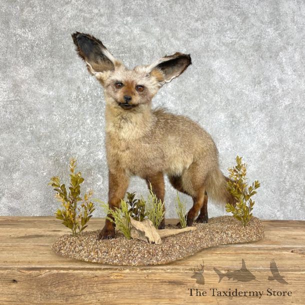 Bat-eared Fox  Life-Size Mount For Sale #25807 @ The Taxidermy Store