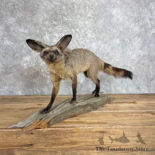 Bat-eared Fox Life-Size Mount For Sale #27956 @ The Taxidermy Store