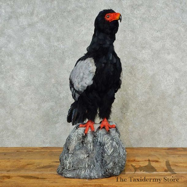 Reproduction Bateleur Eagle Bird Mount For Sale #16560 @ The Taxidermy Store