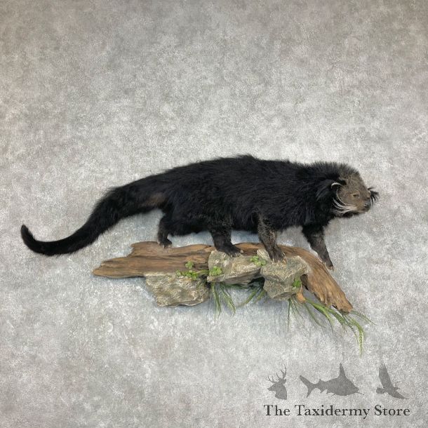 Bearcat Life-Size Mount For Sale #26244 @ The Taxidermy Store