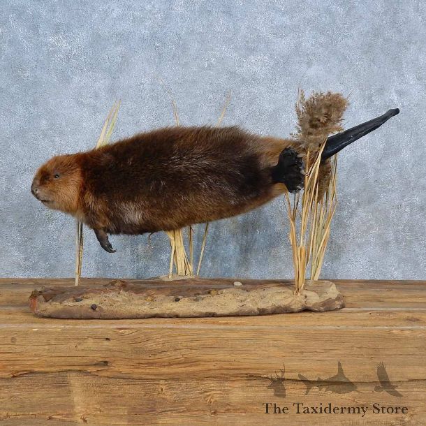 Beaver Life-Size Mount For Sale #15401 @ The Taxidermy Store