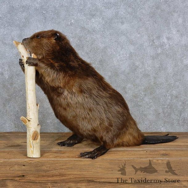 North American Beaver Shoulder Mount For Sale #15694 @ The Taxidermy Store