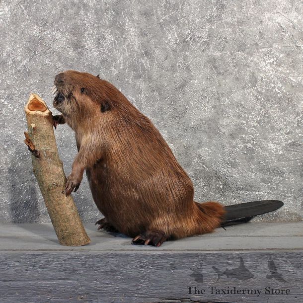 Beaver Mount #11502 For Sale - The Taxidermy Store
