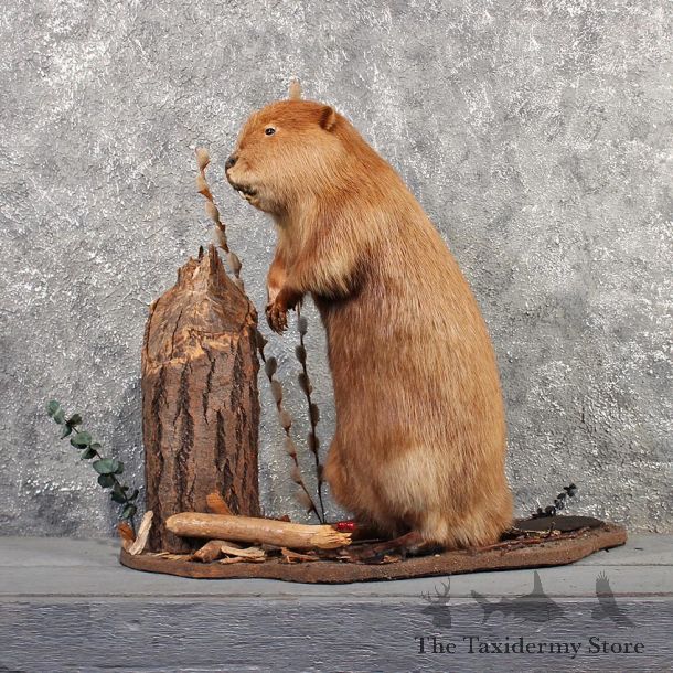 Beaver Mount #11503 For Sale - The Taxidermy Store