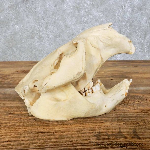 Beaver Skull Mount For Sale #14946 @ The Taxidermy Store