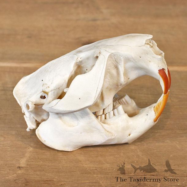 Beaver Taxidermy Full Skull Mount #12138 For Sale @ The Taxidermy Store