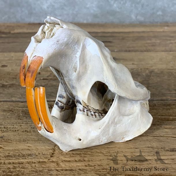 Beaver Skull Mount For Sale #22258 @ The Taxidermy Store