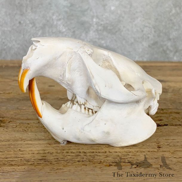 Beaver Skull Mount For Sale #22394 @ The Taxidermy Store