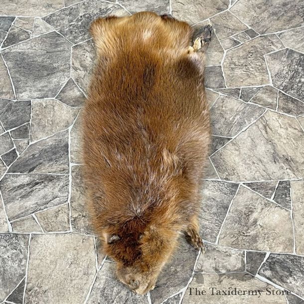 Beaver Tanned Hide For Sale #27880 @ The Taxidermy Store