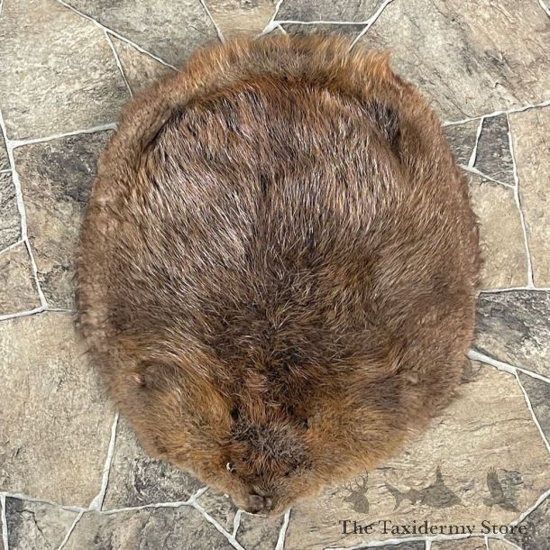Beaver Tanned Pelt For Sale #27901 @ The Taxidermy Store