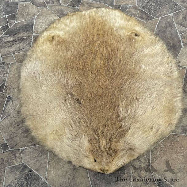 Beaver Tanned Pelt For Sale #27903 @ The Taxidermy Store