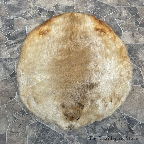 Beaver Tanned Pelt For Sale #27904 @ The Taxidermy Store