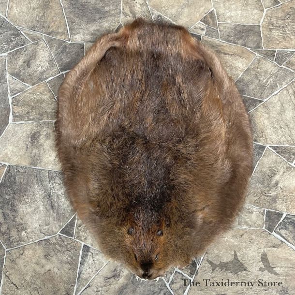 Beaver Tanned Pelt For Sale #27910 @ The Taxidermy Store