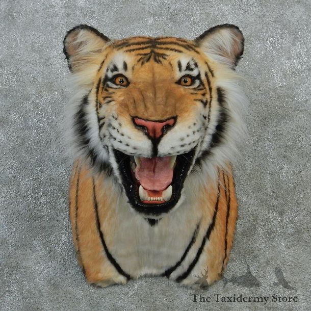 Golden Bengal Tiger Taxidermy Shoulder Mount #12899 For Sale @ The Taxidermy Store