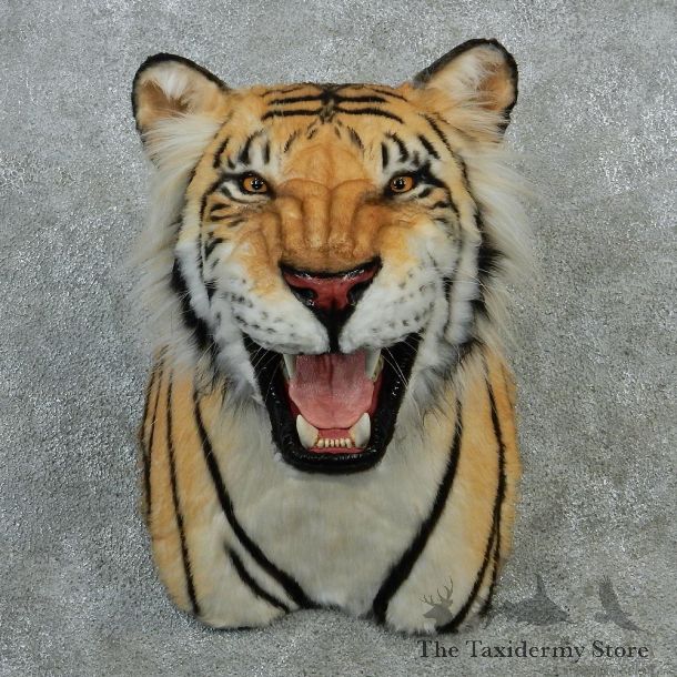 Golden Bengal Tiger Taxidermy Shoulder Mount #12900 For Sale @ The Taxidermy Store