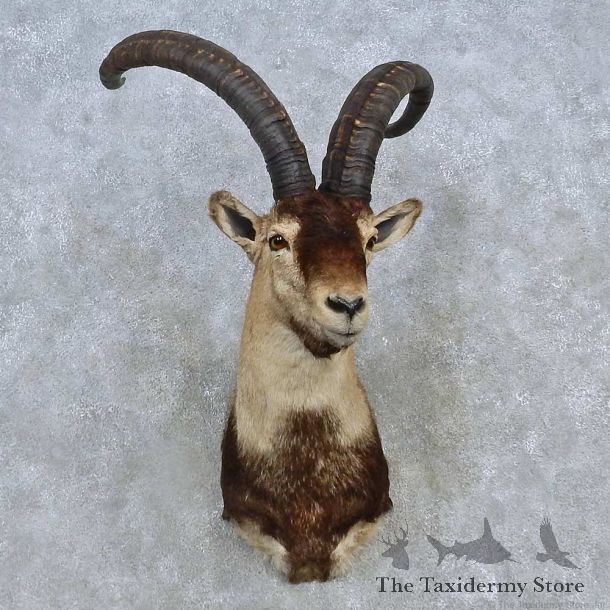 Beceite Ibex Shoulder Mount For Sale #15131 @ The Taxidermy Store