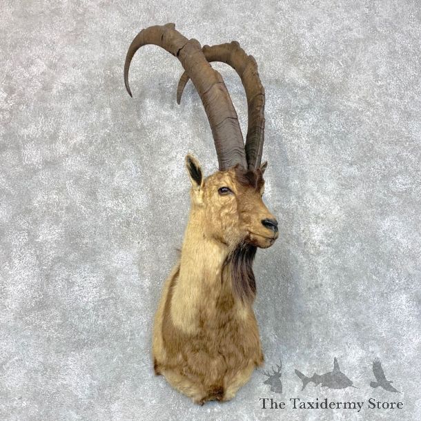 Bezoar Ibex Shoulder Mount For Sale #22805 - The Taxidermy Store
