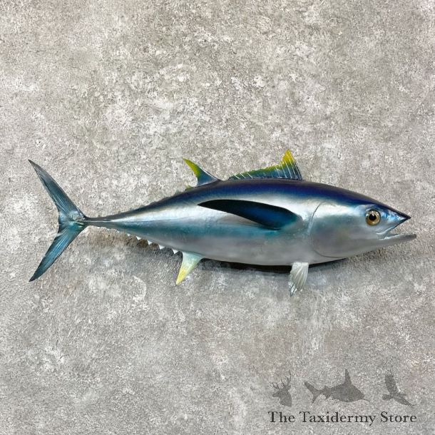 Bigeye Tuna Fish Mount For Sale #27829 - The Taxidermy Store