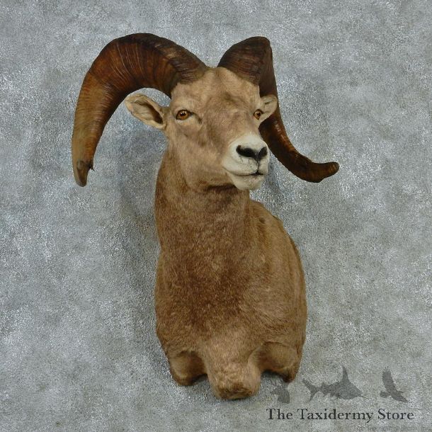 Bighorn Ram Shoulder Taxidermy Mount M1 #12819 For Sale @ The Taxidermy Store