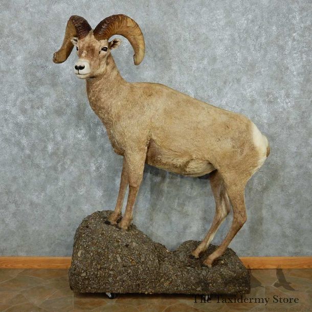 Bighorn Sheep Life Size Mount #13463 For Sale @ The Taxidermy Store