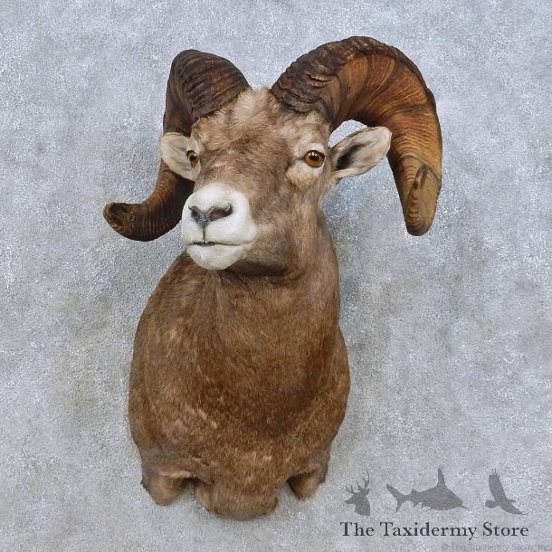 Bighorn Sheep Shoulder Mount For Sale #15012 @ The Taxidermy Store