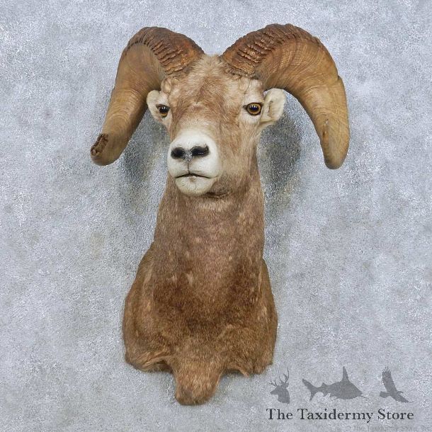 Bighorn Sheep Shoulder Mount For Sale #15014 @ The Taxidermy Store