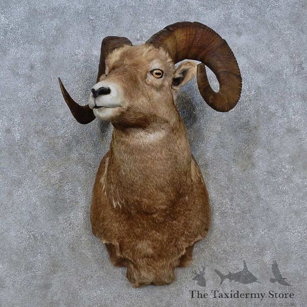 Bighorn Sheep Shoulder Mount For Sale #15244 @ The Taxidermy Store