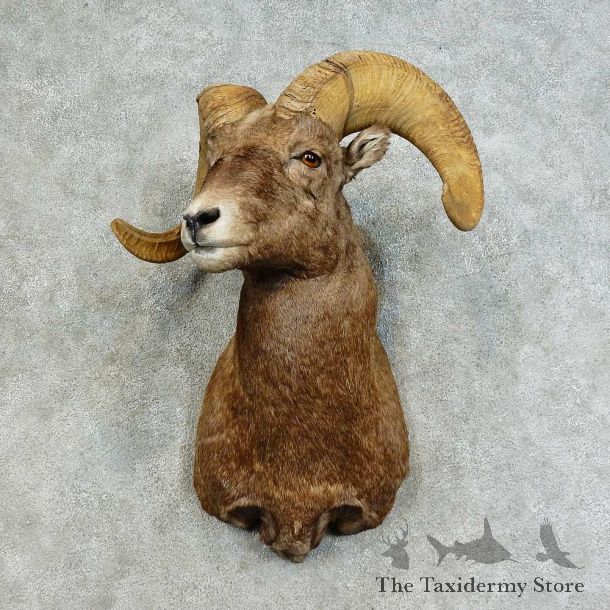 Bighorn Sheep Shoulder Mount For Sale #16128 @ The Taxidermy Store