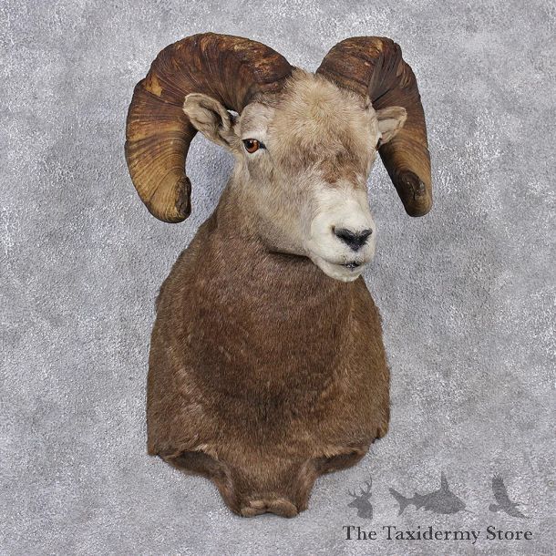 Bighorn Sheep Shoulder Taxidermy Head Mount #12515 For Sale @ The Taxidermy Store