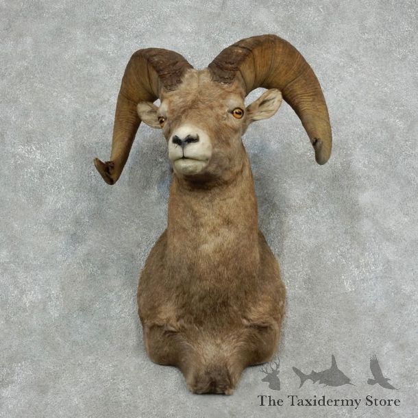 Bighorn Sheep Shoulder Mount For Sale #17159 @ The Taxidermy Store