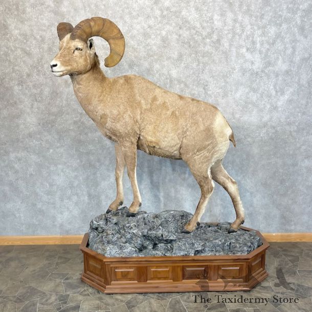 Bighorn Sheep Life-Size Mount For Sale #28482 - The Taxidermy Store