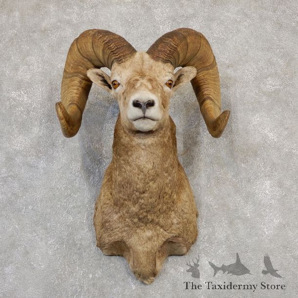 Bighorn Sheep Shoulder Mount For Sale #19987 @ The Taxidermy Store