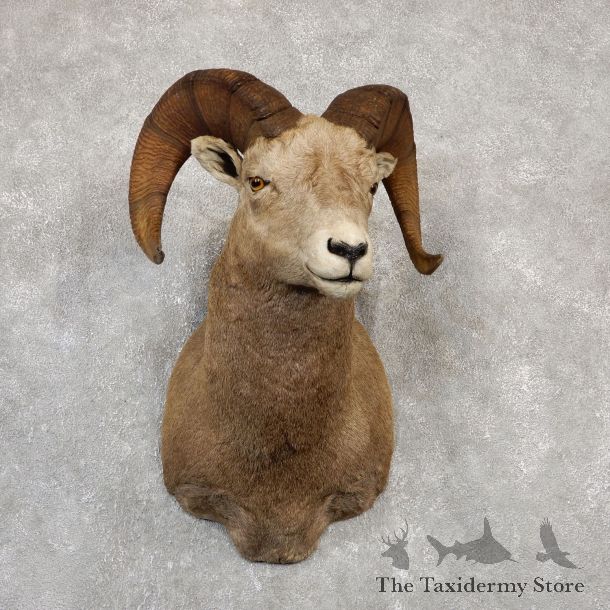 Bighorn Sheep Shoulder Mount For Sale #19988 @ The Taxidermy Store