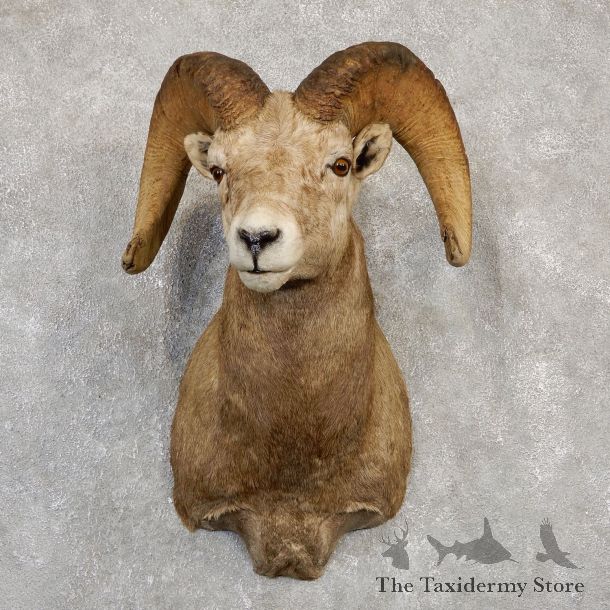 Bighorn Sheep Shoulder Mount For Sale #19989 @ The Taxidermy Store