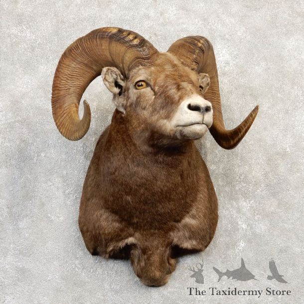 Bighorn Sheep Shoulder Mount For Sale #20218 @ The Taxidermy Store