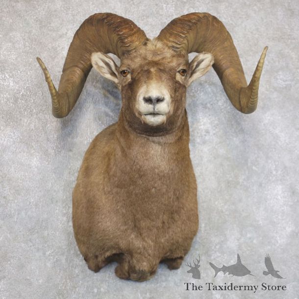Bighorn Sheep Shoulder Mount For Sale #22145 @ The Taxidermy Store