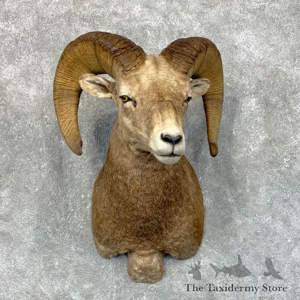 Bighorn Sheep Shoulder Mount For Sale #23446 @ The Taxidermy Store