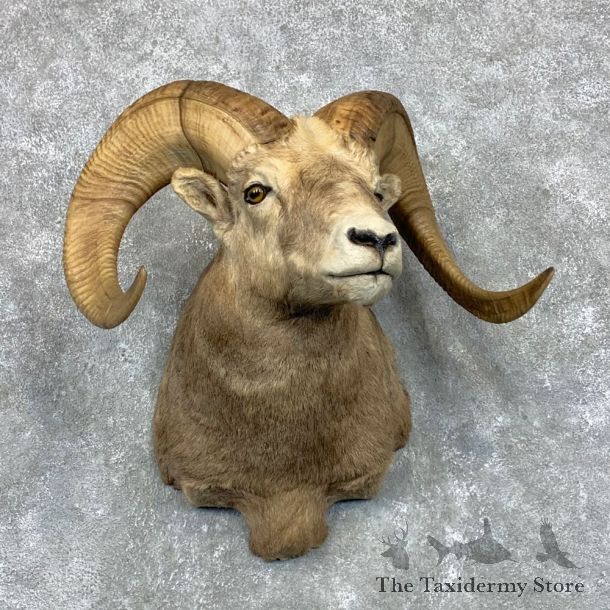 Bighorn Sheep Shoulder Mount For Sale #23489 @ The Taxidermy Store