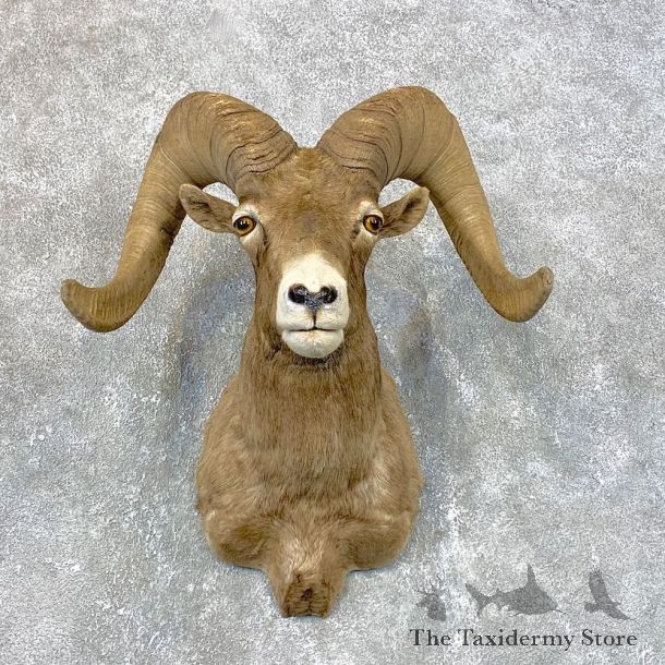 Bighorn Sheep Shoulder Mount For Sale #23980 @ The Taxidermy Store