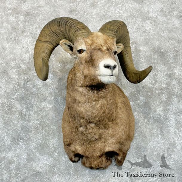 Bighorn Sheep Shoulder Mount For Sale #29036 @ The Taxidermy Store