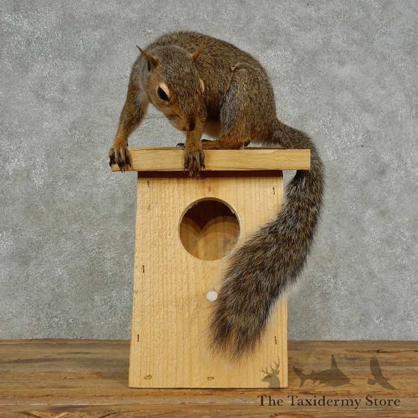 Grey Squirrel & Birdhouse Mount For Sale #16839 @ The Taxidermy Store
