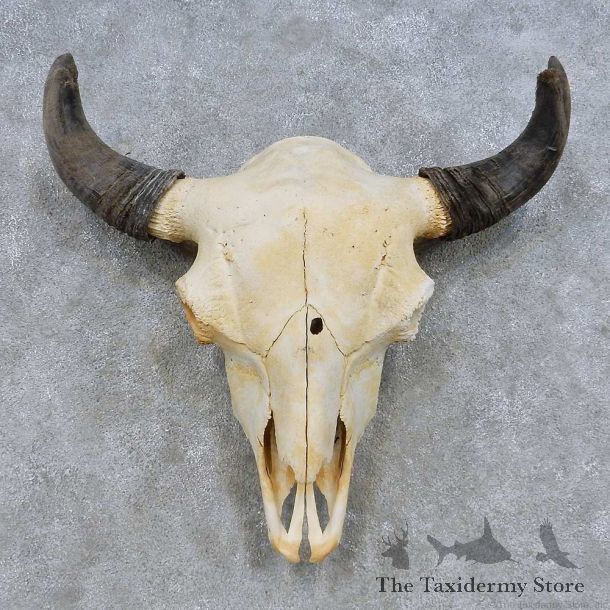 Buffalo Bison Skull Mount For Sale #14682 @ The Taxidermy Store