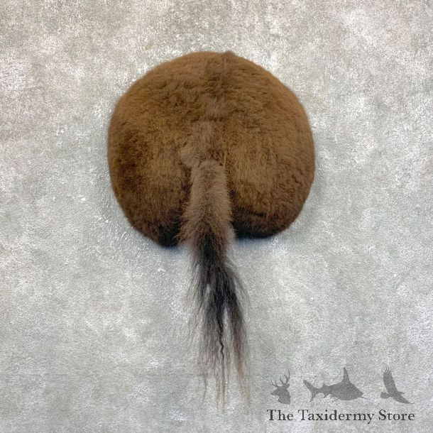 Bison Rump Mount For Sale #23938 @ The Taxidermy Store