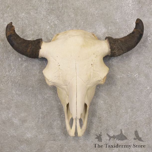 Bison Skull Mount For Sale #22583 @ The Taxidermy Store