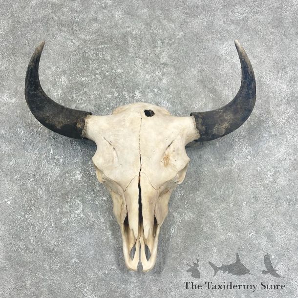 Bison Skull Mount For Sale #25896 @ The Taxidermy Store