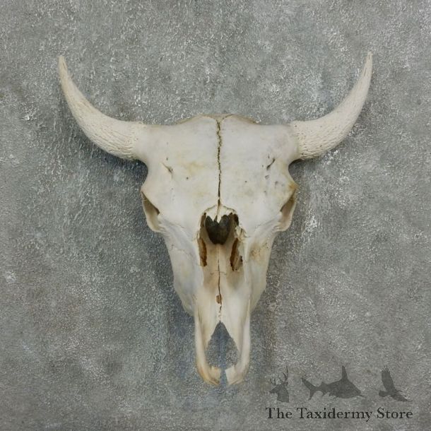 Buffalo Bison Skull Mount For Sale #17675 @ The Taxidermy Store