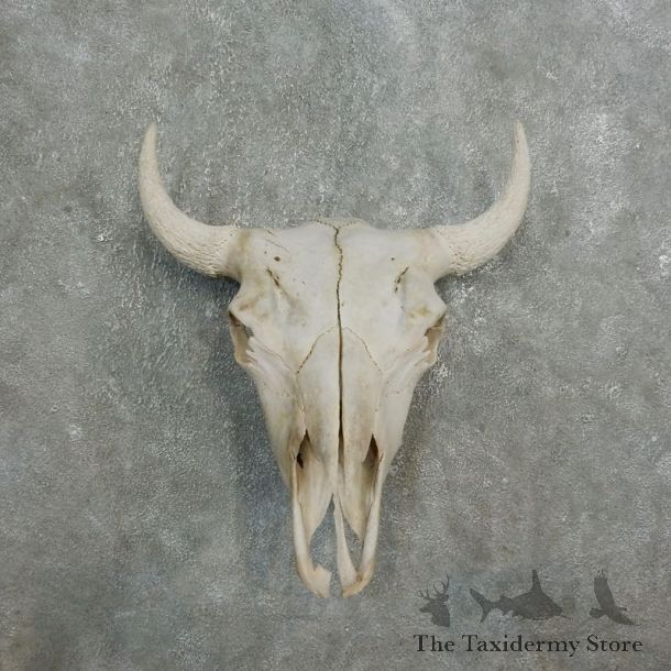 Buffalo Bison Skull Mount For Sale #17676 @ The Taxidermy Store